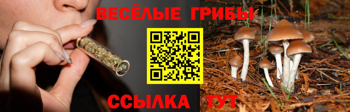Псилоцибиновые грибы Cubensis  Вход с VPN  Ростов Великий 